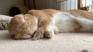 A rabbit not using a bed and lying down on the floor