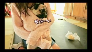 朝ぷぅ：娘の服の中でぬくぬくするパグ犬ぷぅ pug