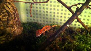 Rhacodactylus Ciliatus ( vitorlásgekko etetés ) on  extreme feeding while hunting