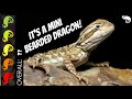 Rankin's Dragon, The Best Pet Lizard?