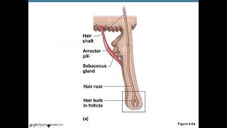 appendages of the skin