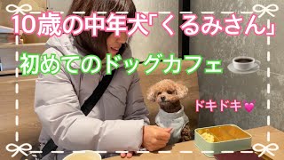 10歳中年犬(トイプードル)初めてのドッグカフェ！