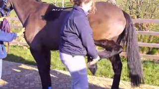 Equine Vets - Western Counties Equine Hospital