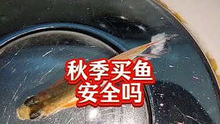 小心网购观赏鱼的危害:秋天冬季网购观赏鱼的风险与防控。秋季网上买鱼安全吗？秋天低温季节网购观赏鱼，当心鱼白点和水霉病，严重时可致整缸鱼团灭！预防秋季鱼水霉病方法