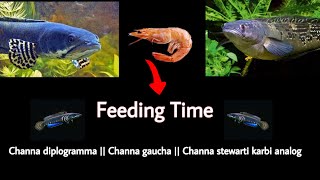 Snakehead Fish Feeding||Channa diplogramma||Channa Gaucha||Stewarti Karbi Analog||പുലിവാക||വട്ടോൻ