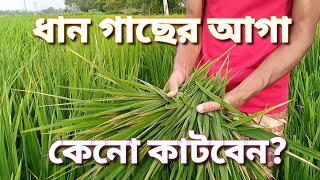 ধান গাছের আগা কেনো কাটবেন? | গ্রামীণ পরিবেশ | Simple Life