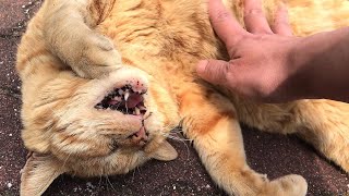 寝転んだリアル招き猫w かわいい猫動画