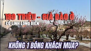 CHỢ ĐÀO TẾT LONG BIÊN NỞ TOÉ LOE, KHÁCH VẮNG TANH VẪN HÔ GIÁ CAO - 180 TRIỆU CÂY ĐÀO NÀY???