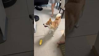 【柴犬りく君】お姉ちゃんが復活！！嬉しくてたまらん柴犬　#柴犬 #dog #可愛い #追いかけっこ#かくれんぼ