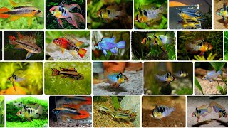 Varieties of Mikrogeophagus aquarium fish - Some of the most beautiful fish #aquariumfish