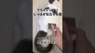 ブラッシングにしっぽが反応する猫 #cat #kitten #ねこ #shorts