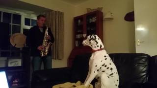 Dalmatian sings the blues