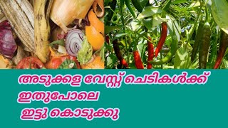 അടുക്കള വെയ്സ്റ്റ് ഇതുപോലെ ചെടികൾക്ക് ഇട്ടു കൊടുത്താൽ നല്ല വിളവും വേസ്റ്റ് കളയാൻ ....