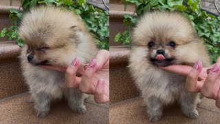 Little Cute Pomeranian | Little Cute Dog Pets | Little Cute Dogs 2021  #shorts