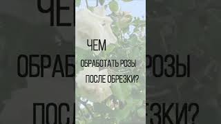 Чем обработать розы после обрезки? 🌹