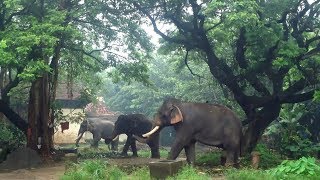 Beautiful Kerala Road Trip | Kodungallur to Guruvayur - Part -4  | رحلتي الي كيرلا