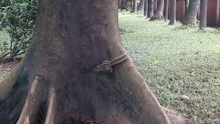 কাঠবিড়ালী নারিকেল খায়, রমনা পার্ক,ঢাকা।।Squirrel eats coconut, Ramna Park, Dhaka।।