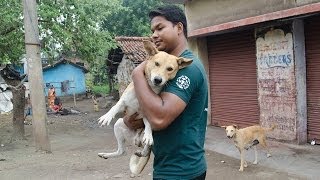 Saving Street Dogs in India