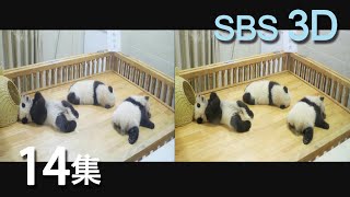 Panda space 30min episode14 熊猫空间14集