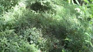 Wild boar hunt tpi rmh