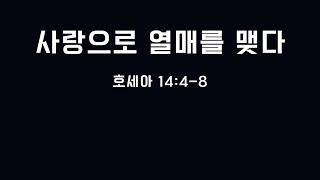 [성남제일교회 초등부] 2024년 12월 08일 주일 | 사랑으로 열매를 맺다 | 호세아 14:4-8 | 임완득 목사