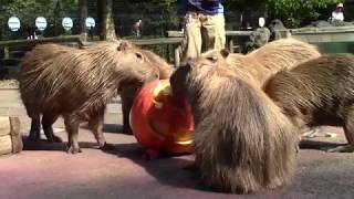 伊豆シャボテン動物公園からのプレゼント「カピリンピック！カピバラスイカ早食い競争副賞（カボチャ）」2017.09.03（埼玉県こども動物自然公園/SaitamaChildrensZoo）