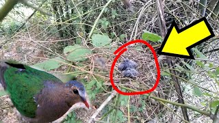 10+ Sarang burung gelatik belong terbaru