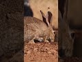 nature rabbit animal forest beautiful scenery relaxing clip pt 7 ep 4 🐇🏞️🌄🤩😍🥰❤️💕