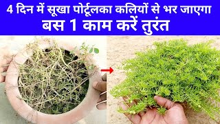 पोर्टुलका में फ़रवरी मे तुरंत करे ये 1 काम जल्दी फूलो के लिए / Dry Portulaca Plant Make Green