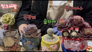 추워서 간단하게 습지야, 줄리아나, 핑크여왕, 그리고 흑장미를 심었습니다. #다육이 #succulents