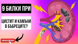 9 ТРАВ ДЛЯ ЦИСТИТА, ВОСПАЛЕНИЯ И КАМНЕЙ В ПОЧКАХ!