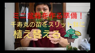 千寿丸の4年生素材をスリット鉢に植え替えてミニ盆栽にする準備　盆栽お手入れ講座