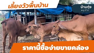 วัวไทยพื้นบ้าน ลูกผสมบรามัน ราคาซื้อง่ายขายคล่อง #cows #cow #frame #brahman