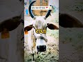 jay maa। जय श्री महाकाल 🚩🚩।। cow trending viral animals