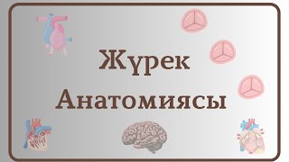 Жүрек анатомиясы! Синтопия,голотопия,склетопиясы. Тәждік артериялар,жүректің құрылысы