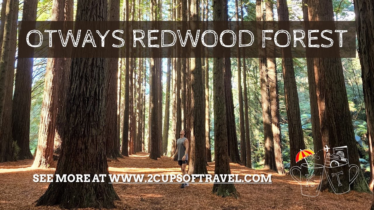 Are Dogs Allowed In Redwood Forest Warburton