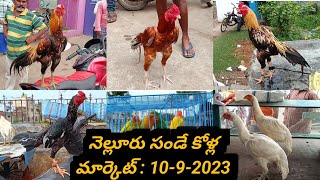 నెల్లూరు సండే కోళ్ల మార్కెట్ : 10-9-2023, #nelloresundaymarket, #nellorekollu, #venkyberasatv,