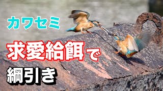 【カワセミ】求愛給餌で綱引き！[Common Kingfisher]