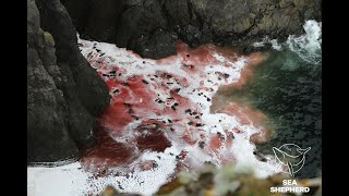 Pilot Whale Remains Dumped at Sea in the Faroe Islands
