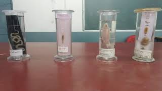 Class 11 Biology Experiment 7 - Identification Of Specimen - Animals