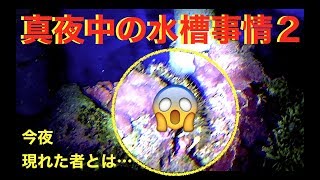 真夜中の水槽事情２😱今夜海水魚水槽に現れる者とは⁉️my marin aquarium MOAMOAちゃんねる