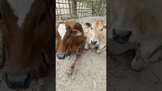 BD cow sound, বাংলা‌দেশী গরুর শব্দ #cow #animalsoundeffects #animalssounds #animals #cow