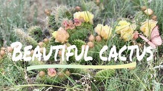 UNLIMITED CACTUS IN DRUMHELLER VALLEY ALBERTA !!! BEAUTIFUL PINCUSHION AND PRICKLY PEAR CACTUS !