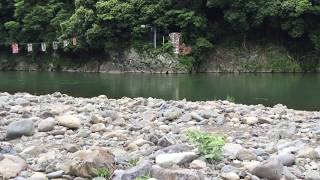 相模川遡上鮎2018小倉橋②