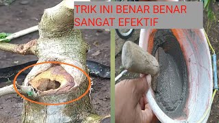 Cara efektif menutup lubang pada batang bonsai yang membusuk