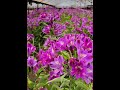 Alstroemeria flower farming | Purple Alstroemeria|Peruvian lily #trending #viral #shorts by Rukhsan