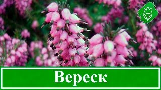 🌸 Растение вереск – посадка и уход, выращивание вереска из семян; виды и свойства вереска