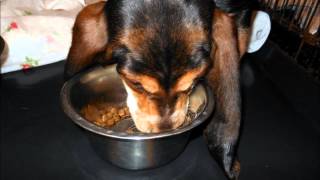 What Is the Best Food for Your Dog or Cat? A Discussion with Veterinarian Dr Deborah Fegan