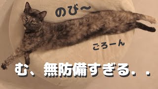 人をダメにするソファでダメになる猫