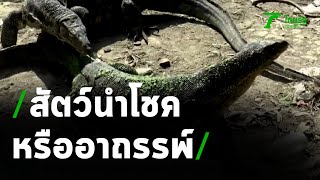 ไขข้อข้องใจ “ตัวเหี้ย” สัตว์นำโชคหรืออาถรรพ์ | 08-04-64 | ตะลอนข่าว